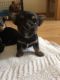 Chorkie Puppies for sale in Florida City, FL, USA. price: NA