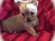 Chorkie Puppies for sale in Dublin, OH, USA. price: $500