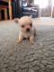 Chorkie Puppies for sale in Houston, TX 77001, USA. price: NA