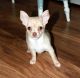 Chorkie Puppies for sale in Philadelphia, PA, USA. price: $400