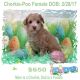 Chorkie Puppies for sale in Springfield, TN 37172, USA. price: NA