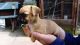 Chorkie Puppies for sale in Brooklyn, MS 39425, USA. price: $500