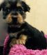 Chorkie Puppies for sale in Crestwood, KY 40014, USA. price: $500