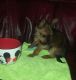 Chorkie Puppies for sale in Los Angeles, CA, USA. price: NA