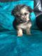 Chorkie Puppies for sale in St Paul, MN, USA. price: NA