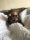 Chorkie Puppies for sale in Delaware, OH 43015, USA. price: NA