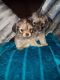 Chorkie Puppies for sale in New Castle, PA, USA. price: $500