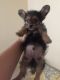 Chorkie Puppies for sale in Capitol Heights, MD 20743, USA. price: NA