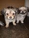 Chorkie Puppies for sale in Dallas, TX, USA. price: NA