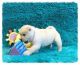Chorkie Puppies for sale in Virginia Beach, VA, USA. price: $300