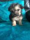 Chorkie Puppies for sale in Florence St, Denver, CO, USA. price: NA