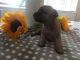 Chorkie Puppies for sale in NJ-17, Paramus, NJ 07652, USA. price: $600