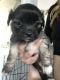 Chorkie Puppies for sale in Texas City, TX, USA. price: NA