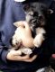 Chorkie Puppies for sale in Houston, TX, USA. price: NA