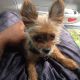 Chorkie Puppies for sale in Indianapolis, IN 46227, USA. price: $450