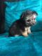 Chorkie Puppies for sale in Columbus, GA, USA. price: $300