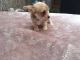 Chorkie Puppies for sale in Highland Lakes Rd, Highland Lakes, NJ 07422, USA. price: NA
