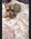 Chorkie Puppies for sale in Blue Springs, MS 38828, USA. price: $400