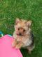 Chorkie Puppies for sale in Blue Springs, MS 38828, USA. price: NA