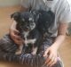 Chorkie Puppies for sale in Blue Springs, MS 38828, USA. price: $400