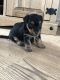 Chorkie Puppies for sale in Belton Honea Path Hwy, Belton, SC 29627, USA. price: $400
