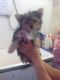 Chorkie Puppies for sale in Edison, NJ 08837, USA. price: $450