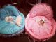 Chorkie Puppies for sale in Clifton Ave, Clifton, NJ, USA. price: $300