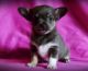 Chorkie Puppies for sale in Columbia, MS 39429, USA. price: $450