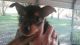 Chorkie Puppies for sale in Carthage, TX 75633, USA. price: $125