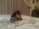 Chorkie Puppies for sale in Carthage, TX 75633, USA. price: $225