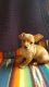 Chorkie Puppies for sale in Henderson, NC 27537, USA. price: $400