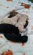 Chorkie Puppies for sale in San Bernardino, CA, USA. price: $300