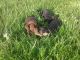 Chorkie Puppies for sale in Flora, IN, USA. price: NA