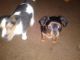 Chorkie Puppies for sale in Toledo, OH, USA. price: $600