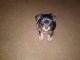 Chorkie Puppies for sale in Toledo, OH, USA. price: $400