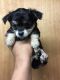 Chorkie Puppies for sale in Bronx, NY, USA. price: $250