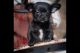 Chorkie Puppies for sale in Taswell, IN 47175, USA. price: $400