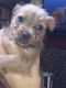 Chorkie Puppies for sale in Shoreline, WA, USA. price: $500