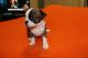 Chorkie Puppies for sale in Davenport, IA, USA. price: NA