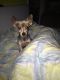Chorkie Puppies for sale in New York, NY, USA. price: $900