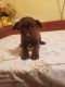 Chorkie Puppies for sale in Carthage, TX 75633, USA. price: $250