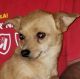 Chorkie Puppies for sale in Prineville, OR 97754, USA. price: $200