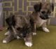 Chorkie Puppies for sale in Phoenix, AZ, USA. price: $150