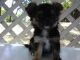 Chorkie Puppies for sale in Belton, SC 29627, USA. price: $400
