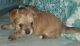 Chorkie Puppies for sale in 555 S Broad St, Mt Auburn, IL 62547, USA. price: $400