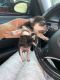 Chorkie Puppies for sale in Tampa, FL, USA. price: NA