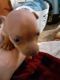 Chorkie Puppies for sale in Middletown, OH, USA. price: $150