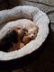 Chorkie Puppies for sale in Middletown, OH, USA. price: $150
