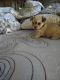 Chorkie Puppies for sale in Las Vegas, NV, USA. price: $250