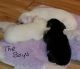 Chorkie Puppies for sale in Richmond, VA, USA. price: $400